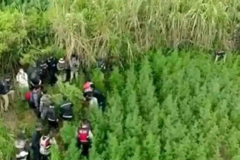 Ditemukan Ladang Ganja Di Gunung Bromo