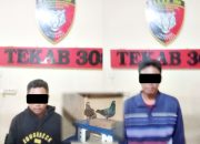 Kasus Curat Dua Tersangka Pencurian Burung Dara Diamankan